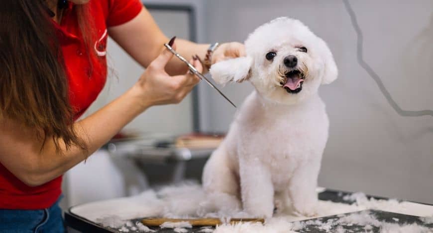 Todo sobre la peluquería para perros: cuándo, cómo y dónde